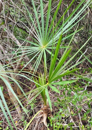 Florida silver palm (Coccothrinax argentata)