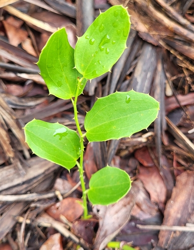 Smilax havanensis (Smilax havanensis)
