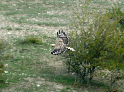 Busardo moro (Buteo rufinus)