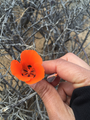 Calochortus kennedyi