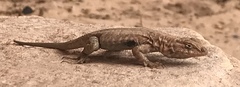 Uta stansburiana uniformis