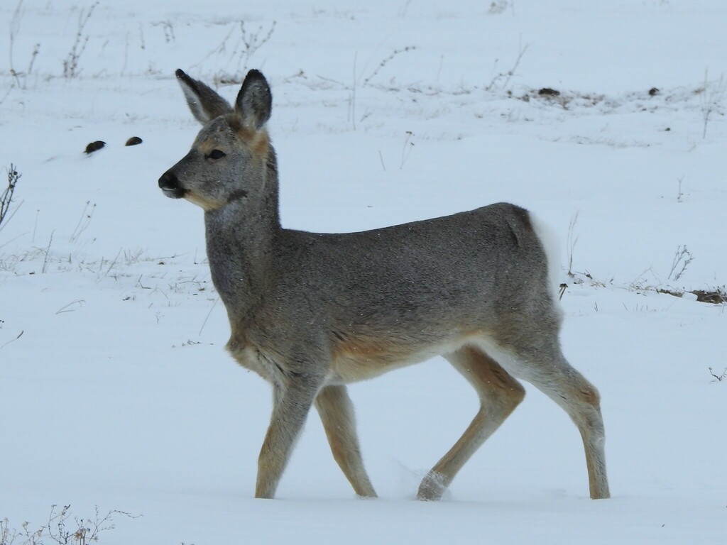 Eastern Roe Deer from Краснощековский р-н, Алтайский край, Россия on ...