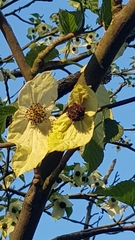 Davidia involucrata