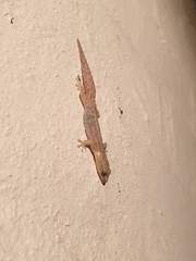 Afrogecko porphyreus