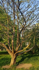 Davidia involucrata