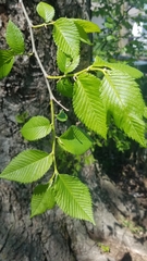 Ulmus americana
