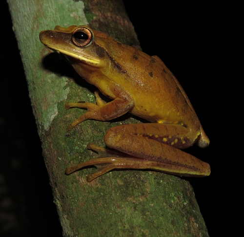 Fasciated Frog, Boana albopunctata