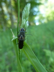 Atalantycha dentigera