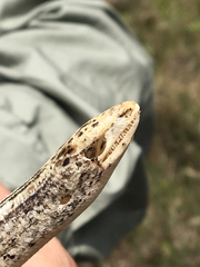 Ophisaurus attenuatus