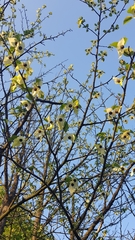 Davidia involucrata