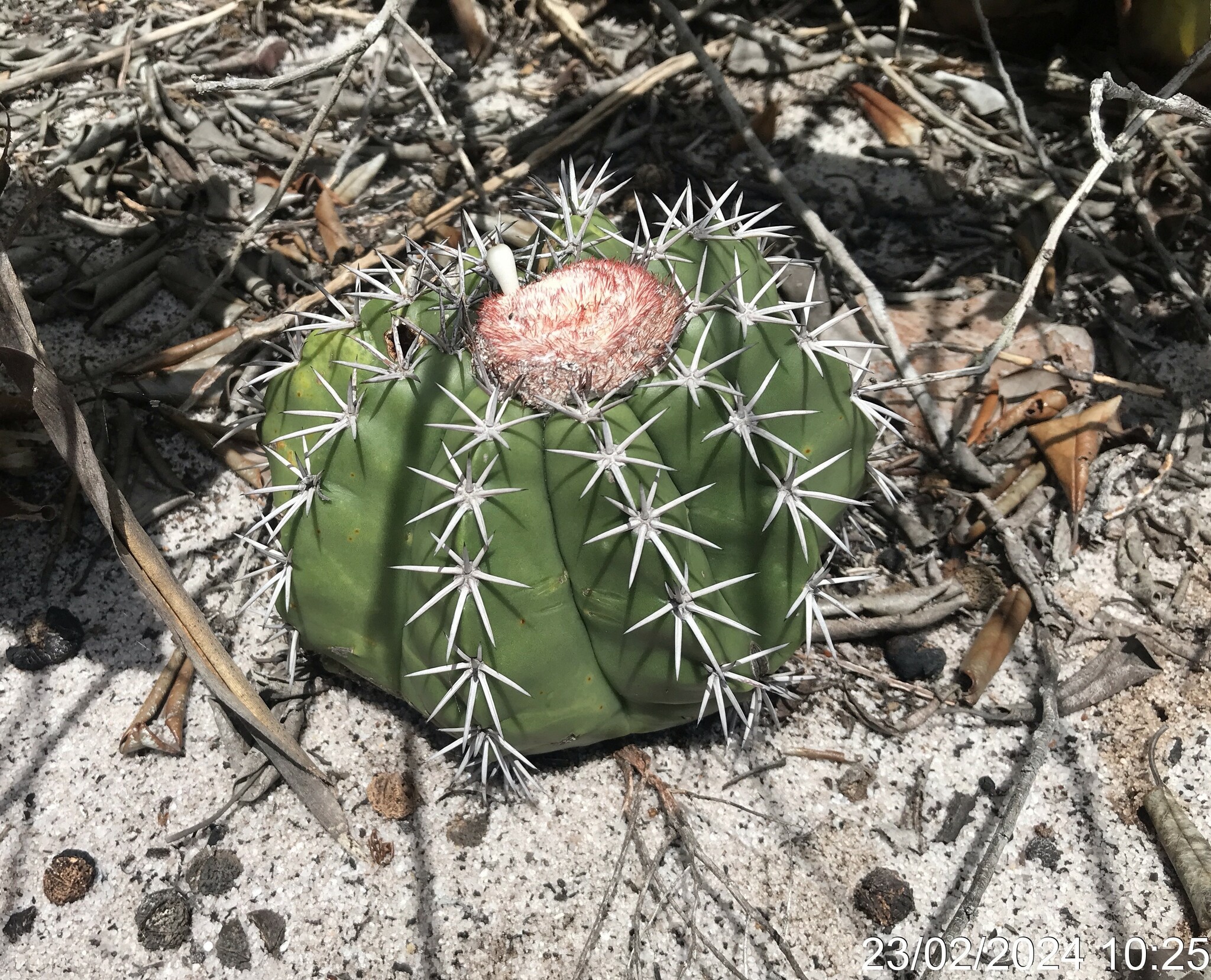 Melocactus violaceus ssp. margaritaceus