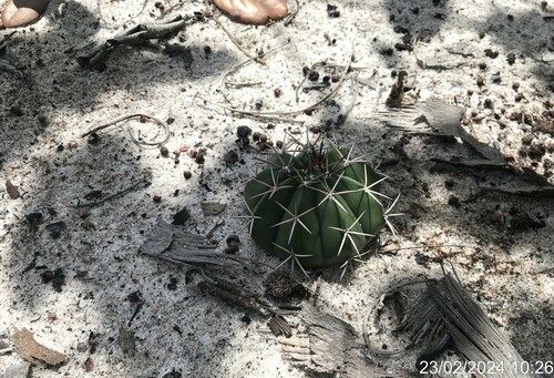 Image of Turk's-Cap Cactus (Melocactus violaceus) by (c) vitordematos12, some rights reserved (CC BY-SA)