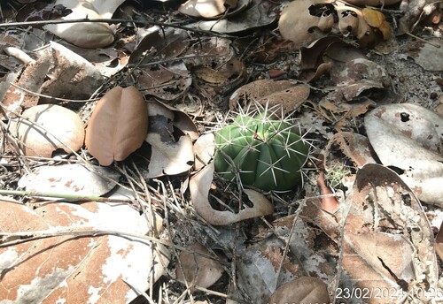 Image of Turk's-Cap Cactus (Melocactus violaceus) by (c) vitordematos12, some rights reserved (CC BY-SA)