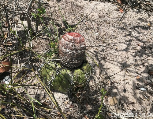 Image of Turk's-Cap Cactus (Melocactus violaceus) by (c) vitordematos12, some rights reserved (CC BY-SA)