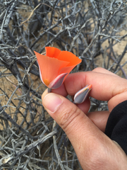 Calochortus kennedyi