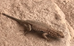 Uta stansburiana uniformis