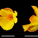 Utricularia × neglecta - Photo 由 roman_romanov 所上傳的 (c) roman_romanov，保留部份權利CC BY-NC