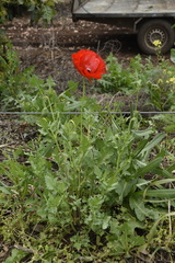 Papaver umbonatum