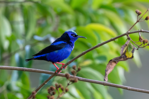Red-legged Honeycreeper