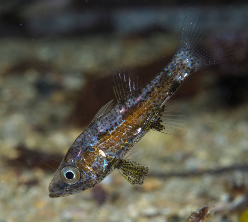 Wedgehead siphonfish (Siphamia cuneiceps) — Apogonidae — 4