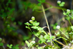 Trifolium microdon