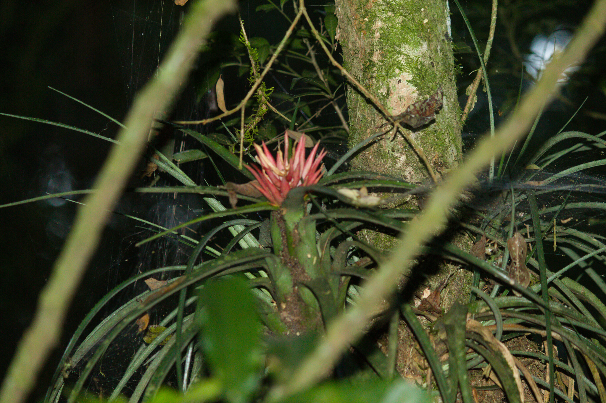 Aechmea recurvata