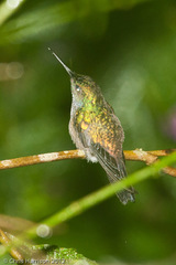 Polyerata rosenbergi