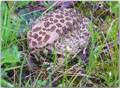 Sclerophrys mauritanica