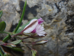 Polygala rupestris