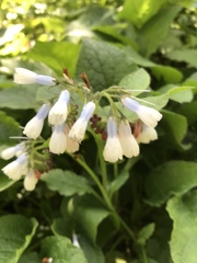 Symphytum × hidcotense