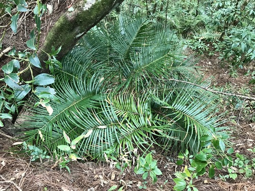 Cycad (Ceratozamia matudae)