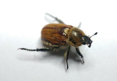 Brancoplia leucaspis vseteckai