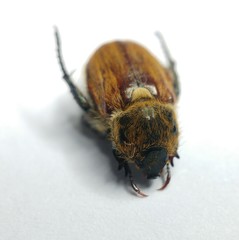 Brancoplia leucaspis vseteckai