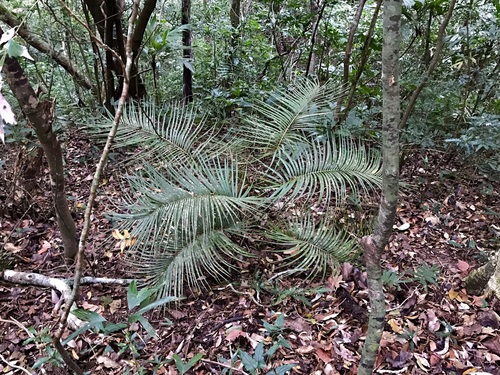 Cycad (Ceratozamia matudae)