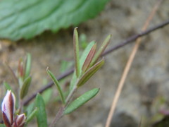Polygala rupestris