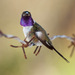Mexican Sheartail - Photo (c) Chris Harrison, some rights reserved (CC BY-NC), uploaded by Chris Harrison