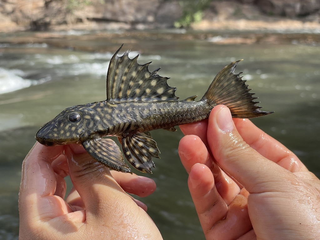 Parel-harnasmeerval (Hypostomus margaritifer) — Loricariidae