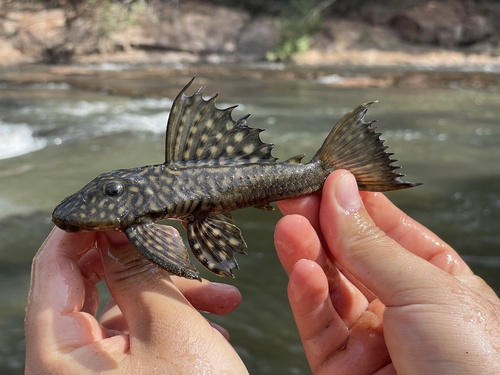 Parel-harnasmeerval (Hypostomus margaritifer) — Loricariidae — 2
