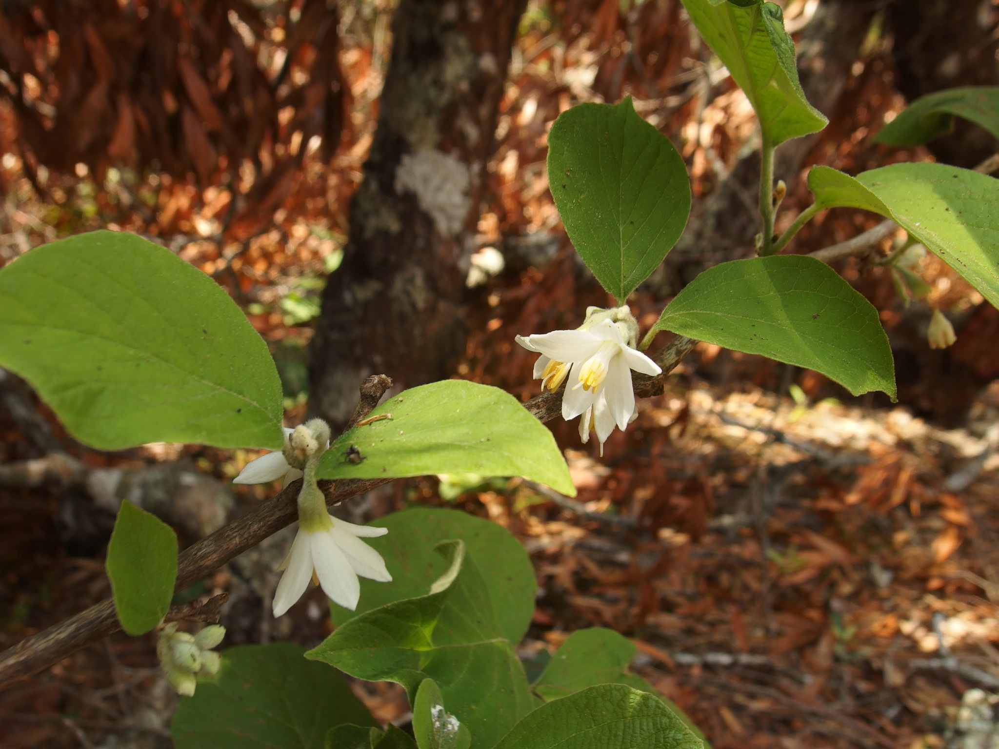Foto de Styrax glabrescens Benth.