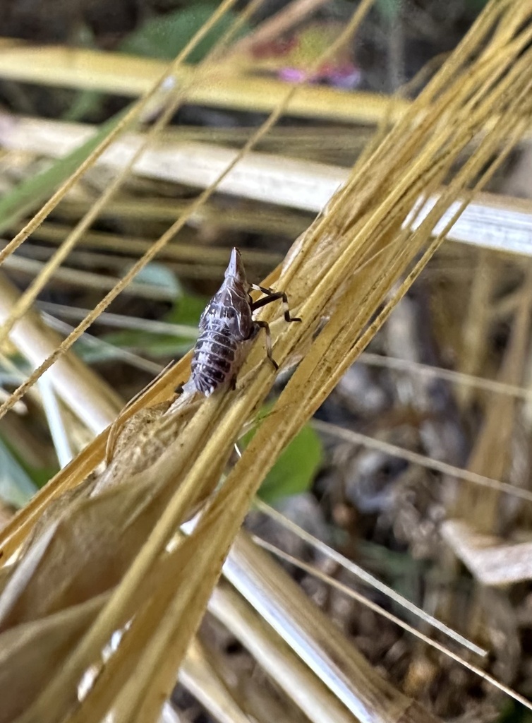 Chondrodire granicollis