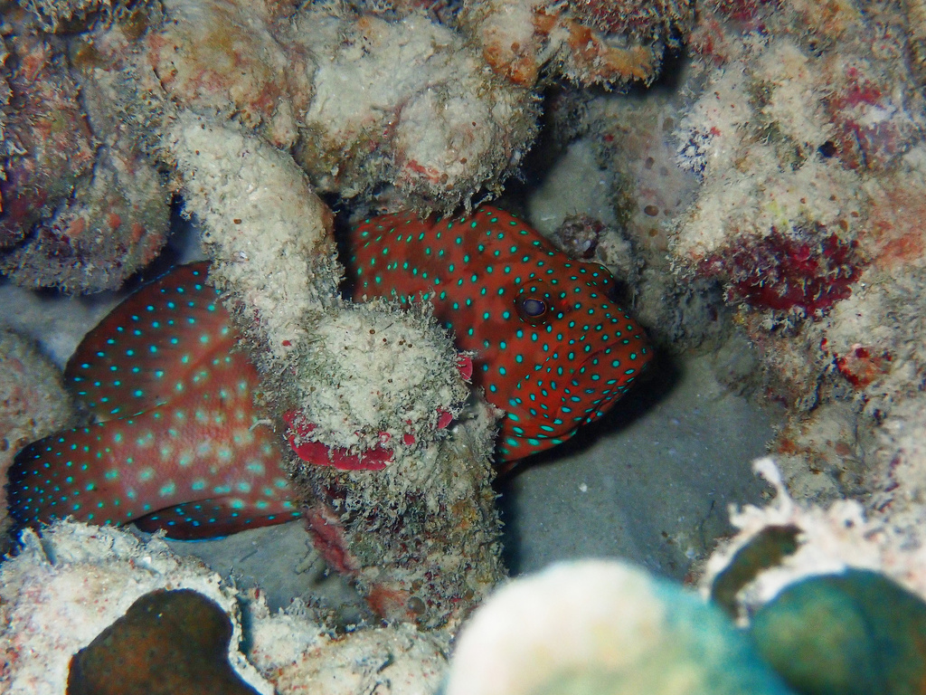 Bluespot Cod