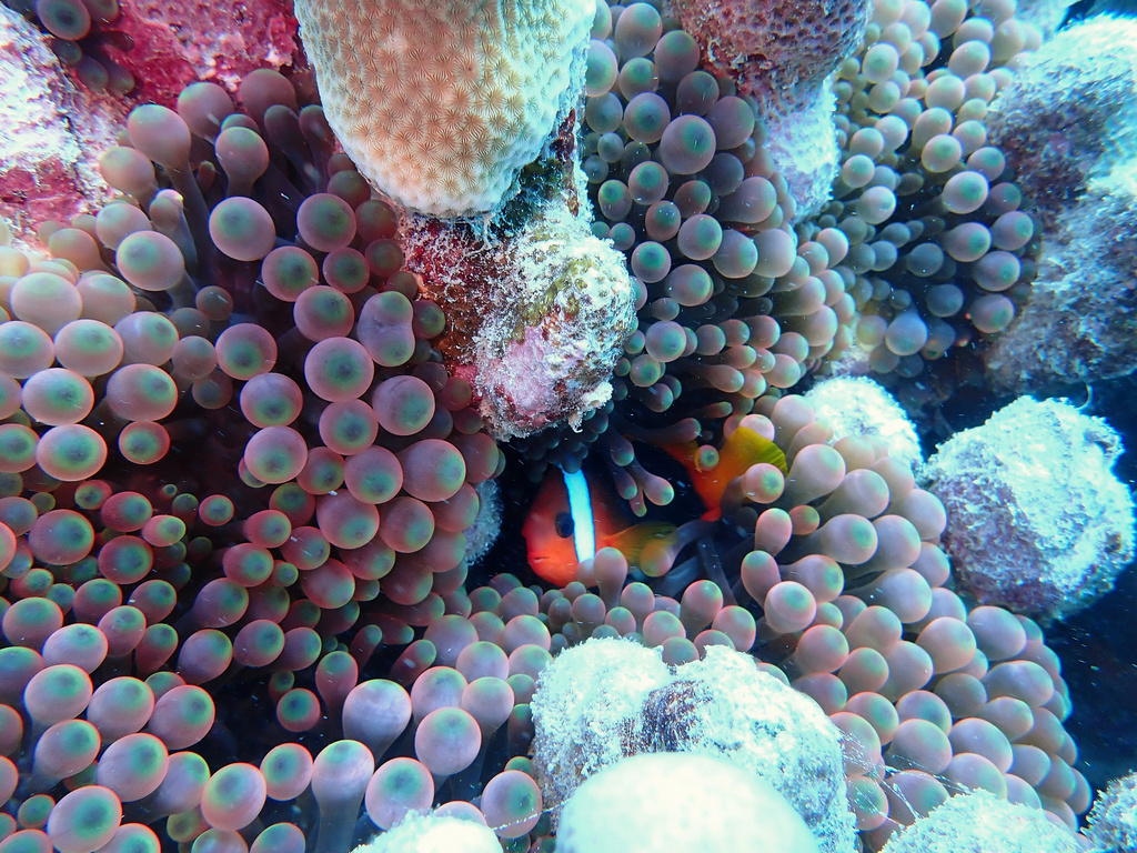 black anemonefish