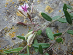 Polygala rupestris