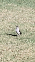 Mimus polyglottos image
