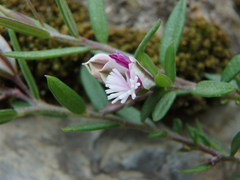 Polygala rupestris