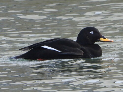 Velvet Scoter