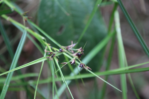 Scleria iostephana
