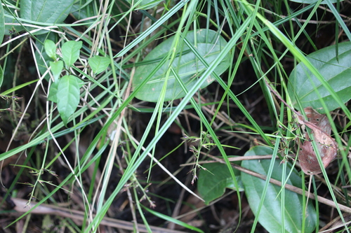 Scleria iostephana