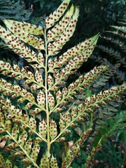 Polystichum pungens