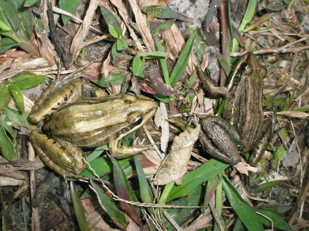 Peruíbe White-lipped Frog